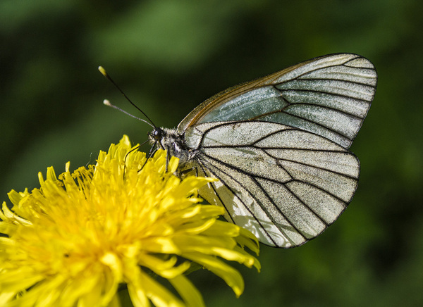 Insects - My, Butterfly, Dragonfly, Summer, Insects, Flowers, Longpost