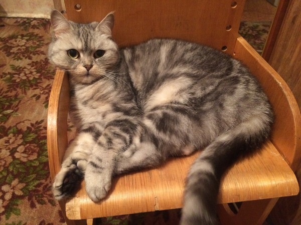 Lost cat! Please help! - My, Cheboksary, cat, The missing, , Help me find