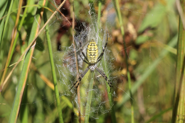 This is a female Argiope bruennichi (Argiope Brunnich) with a slightly non-standard pattern. - My, Spider, Argiope, Macro photography