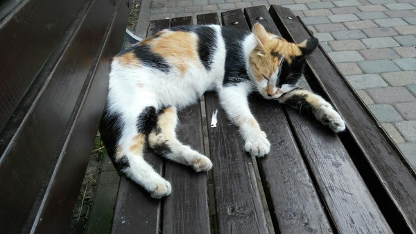 The tricolor was sleeping on a bench. - cat, funny cats, Fluffy, Catomafia, Tricolor cat, Anapa, Heat