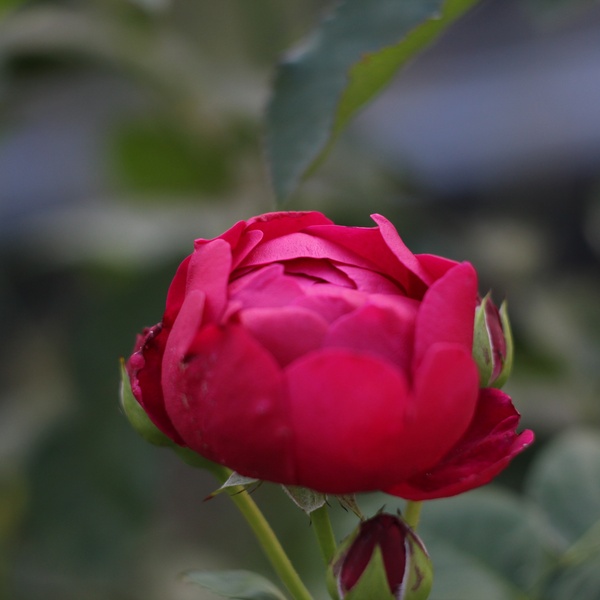 the Rose - Flowers, My, Evening