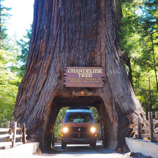  ""  , , Drive-thru Tree Park, , , 