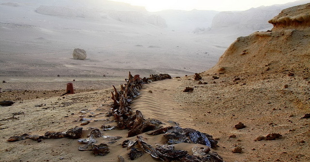 Скелеты сахары. Пустыня Намиб берег скелетов. Намибия берег скелетов (Skeleton Coast). Парк берег скелетов Намибия. Пляж скелетов Намибия.