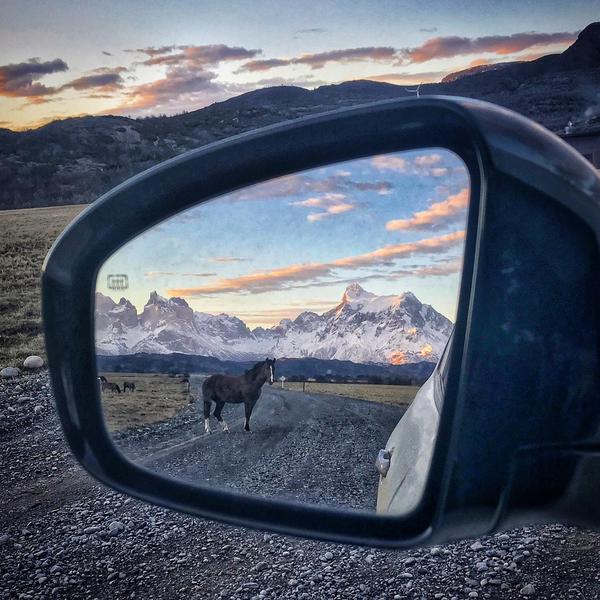 In Torres del Paine - National park, Horses, Reflection, Patagonia