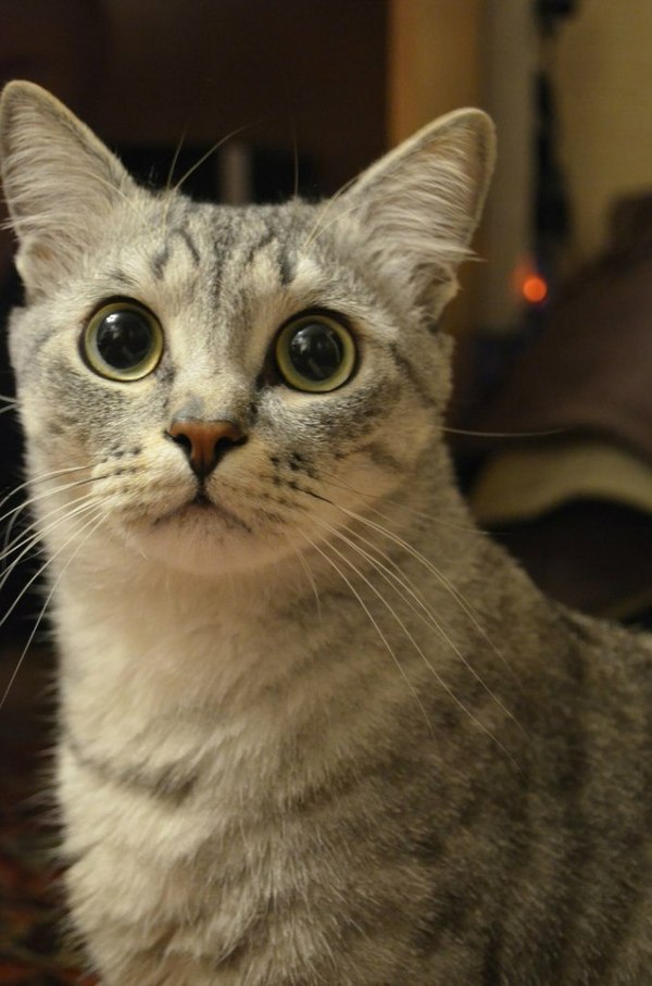 Diorenty Kakafonievich - Goggle-eyed, cat, Eyes, Homemade, The photo