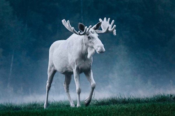 Albino - Albino, Elk