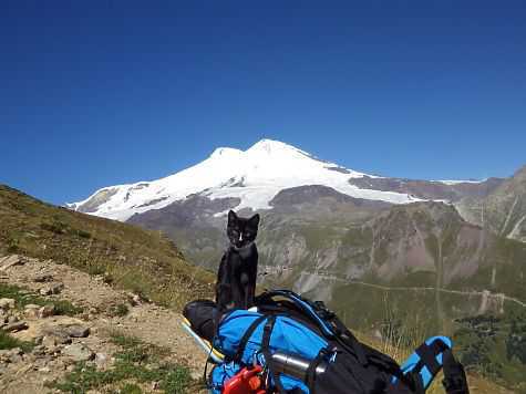 Ural cat climber conquered Elbrus with his owner - cat, , Elbrus, In good hands, 