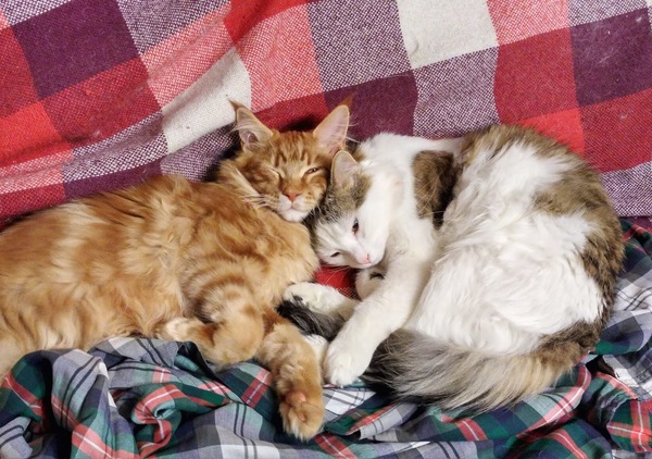 Петербург, привет. Мне грустно.