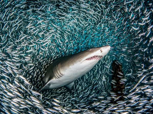 You, when you first come to kindergarten for a child - Shark, The photo, , Probably