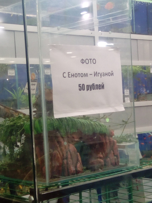 And you all with monkeys and pythons ... - Belgorod, Pet Shop, , Mutant