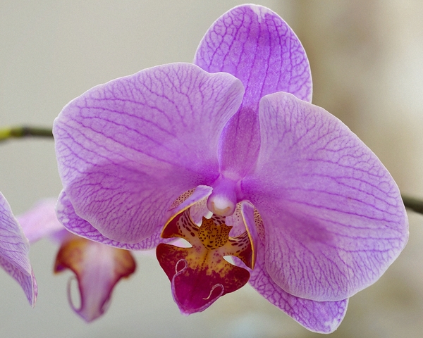 Orchid - My, Orchids, The photo, Desktop wallpaper, Flowers