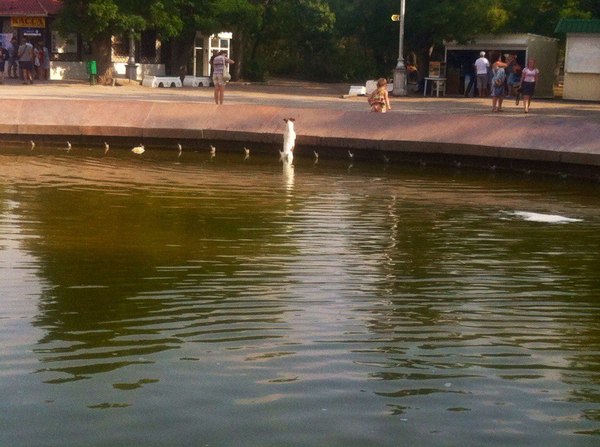 waterfowl rescue - My, Jack Russell Terrier, Fountain, Airborne forces, Dog, Swimming, Animals, The photo, Longpost