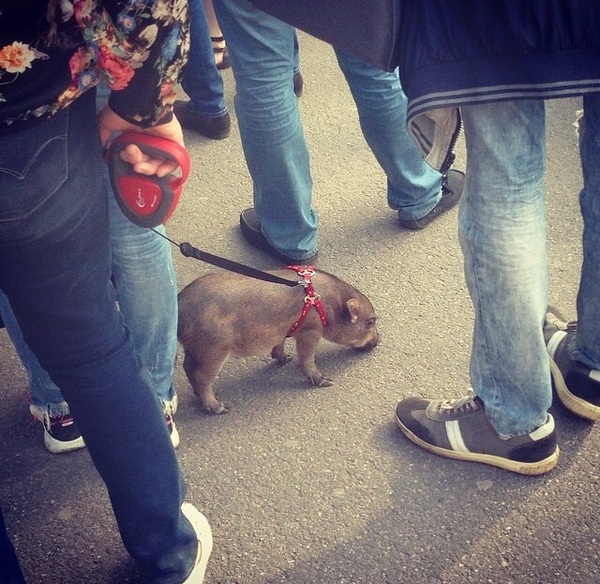 Домашнее животное