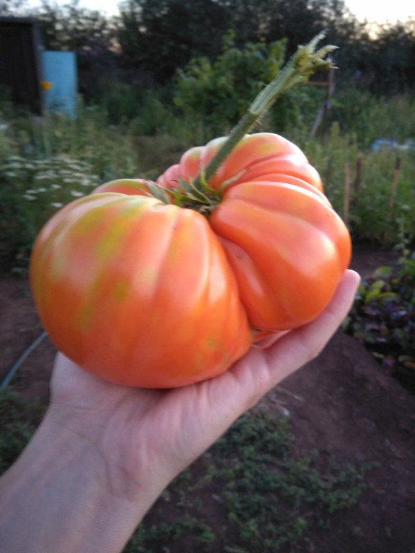 Give me a kilo of tomatoes. - My, Tomatoes, Garden, Kilogram, My, Longpost