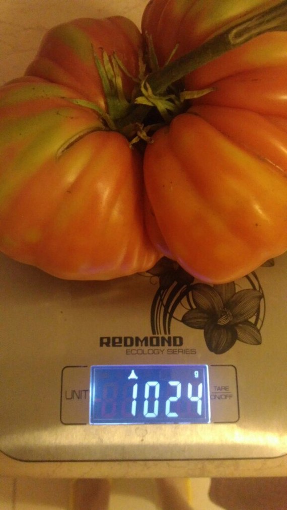 Give me a kilo of tomatoes. - My, Tomatoes, Garden, Kilogram, My, Longpost