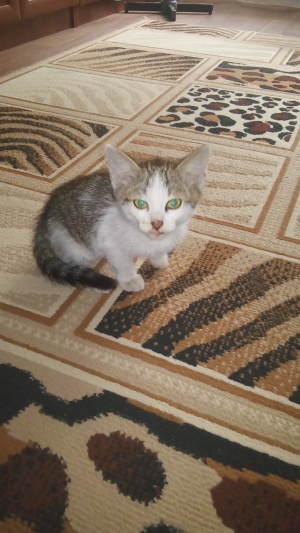 Found a kitten - My, In good hands, Foundling, Longpost, Milota, cat, Murom