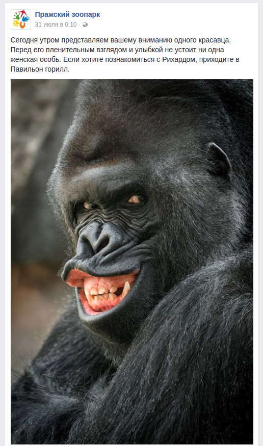 This gorilla is clearly up to something unkind. - Gorilla, Sight, Smile