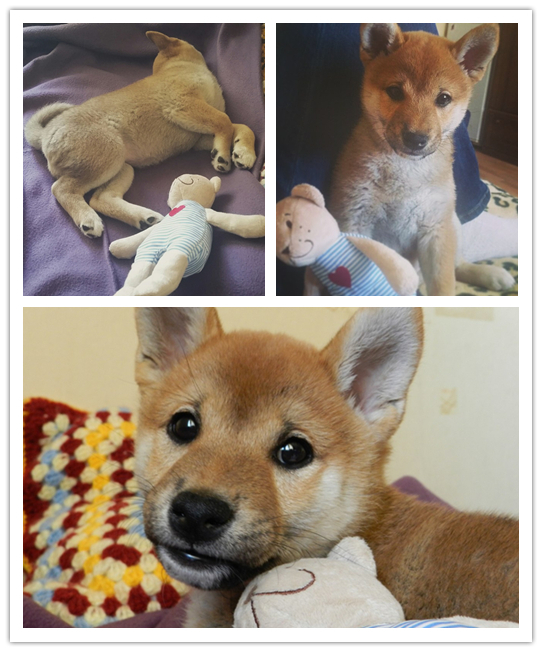 Sibe was-became. - My, Dog, It Was-It Was, Shiba Inu, , Doge, Animals, Longpost