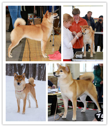 Sibe was-became. - My, Dog, It Was-It Was, Shiba Inu, , Doge, Animals, Longpost