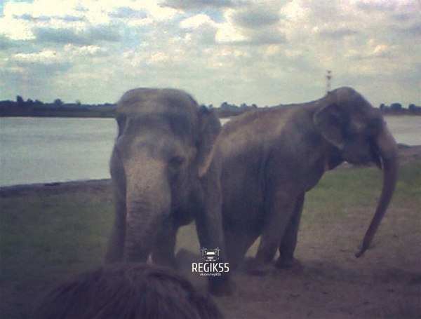 In Omsk, elephants walk along the banks of the Irtysh - Omsk, Elephants, River