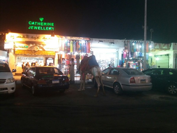 Ordinary Egyptian parking - Camels, My, Egypt, Parking