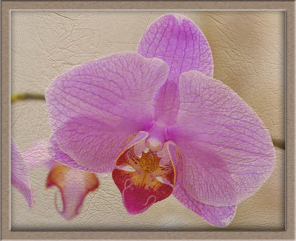 Orchid after photoshop - My, The photo, Photoshop, Orchids, Painting