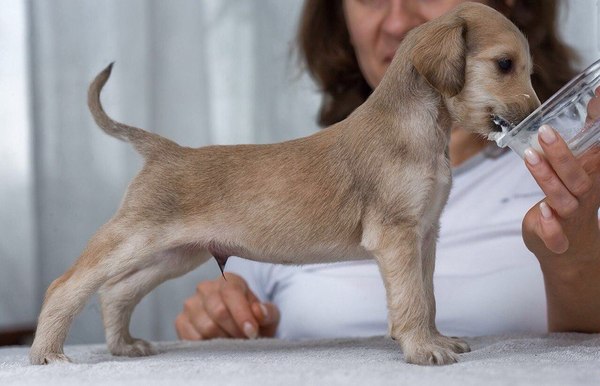 It was-became, Afghan hound wife. - My, Afghan hound, Longpost, Dog, Pet, Pets