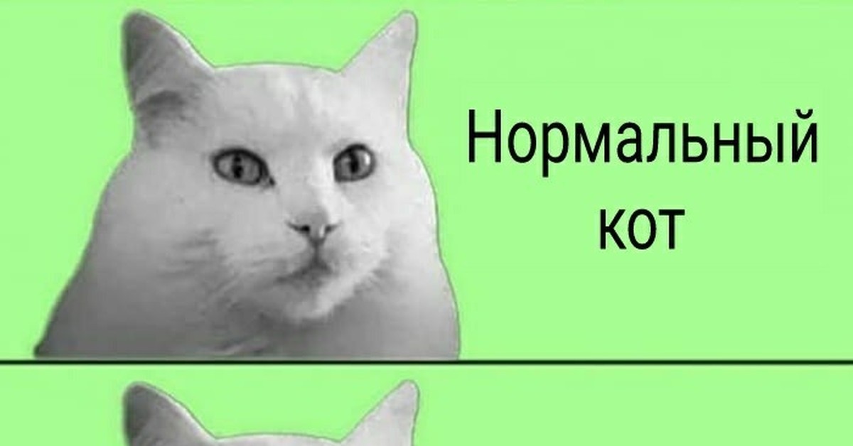 Кот нормально