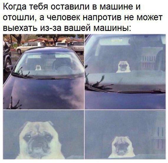 When they left you in the car and walked away - Car, Pug, Dogs and people, Dog