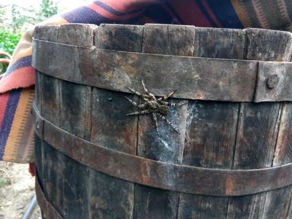 Someone privatized my barrel... - Arachnophobia, Spider, My, Barrel