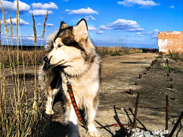 I was offended that I didn’t let it off the leash, until you can) - My, Dog, Teachings, Alaskan Malamute