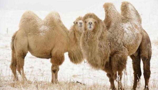 Why does a camel need a hump. - Facts, , Animals, Wild animals