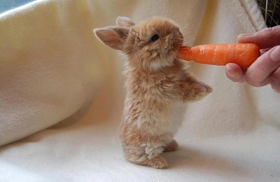 Favorite yummy - Pets, The charm, Rabbit