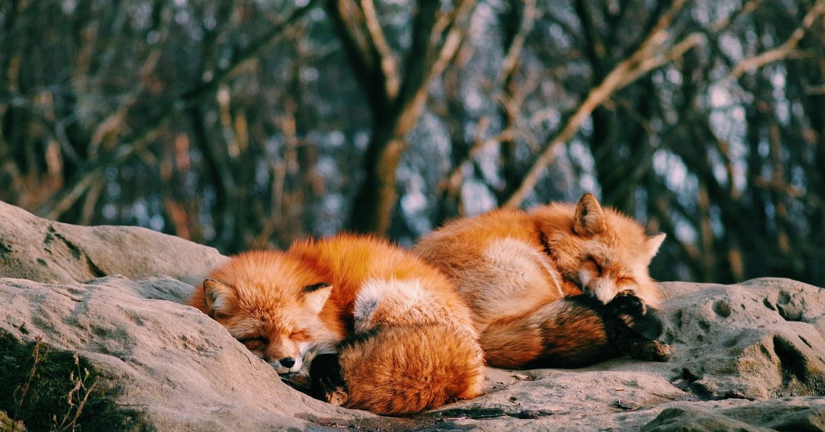 Четверо лисят. Рыжие животные. Спящий Лисенок. Спящие лисы.