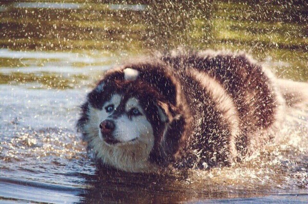 Bee - My, Husky, Water procedures, , Dog