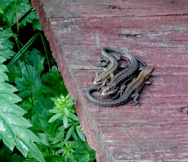 Seliger lizards - My, The photo, Lizard, Nature