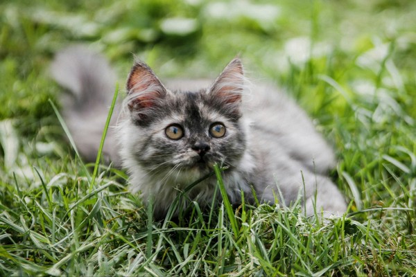 Smelt - My, My, cat, Siberian cat, Animals, The photo, Tamron, Canon