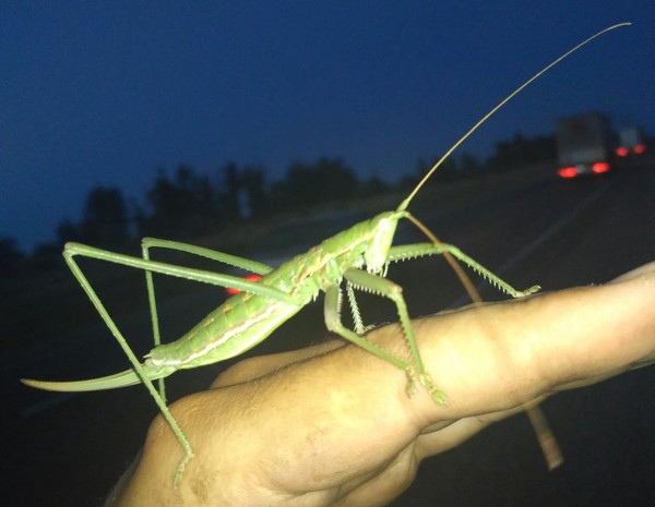 Met this guy - My, Grasshopper, Steroids, Insects, Question