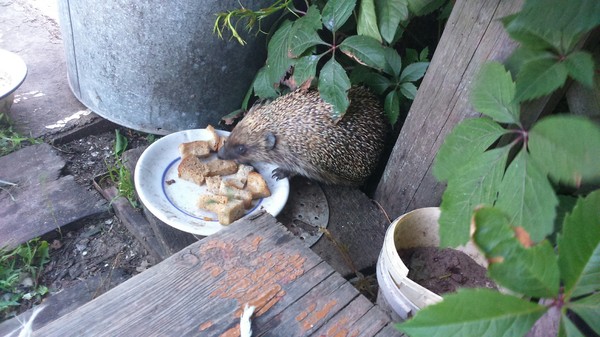 hedgehog eats - My, Hedgehog, Milota, Snack, Longpost
