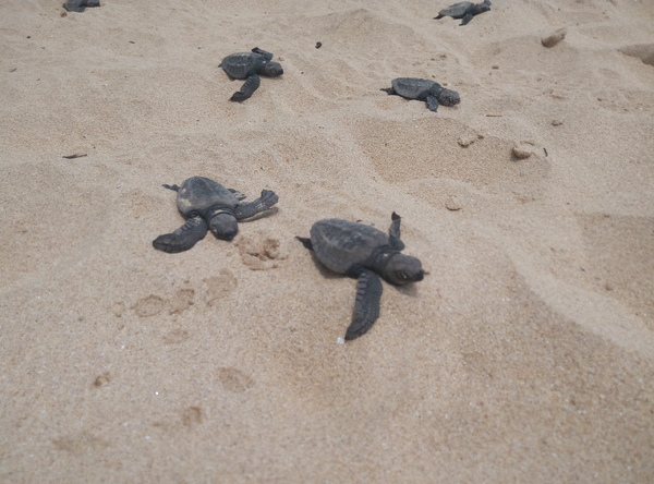 Birth of turtles in Sri Lanka - My, Turtle, , Sri Lanka, Hikkaduwa, 