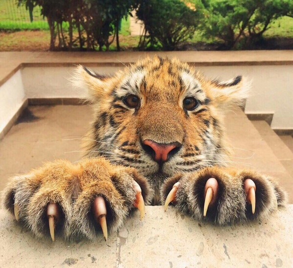 Oh those claws =^^= - Tiger, Milota, Claws