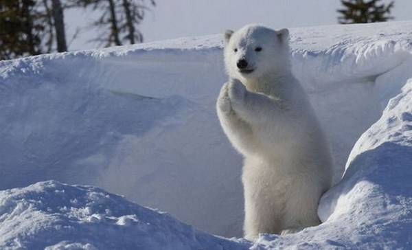 Lord, please, let mom catch up with this polar explorer. It's time for dinner. - Animals, Dinner, Kindness