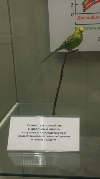 Если бы я была попугаем