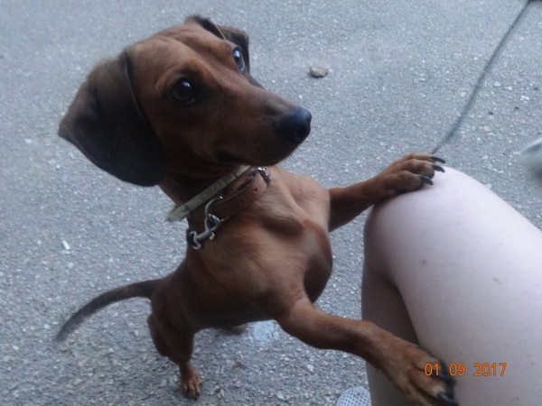 I will give a dog (dachshund) Sevastopol - My, Dog, In good hands, Sevastopol