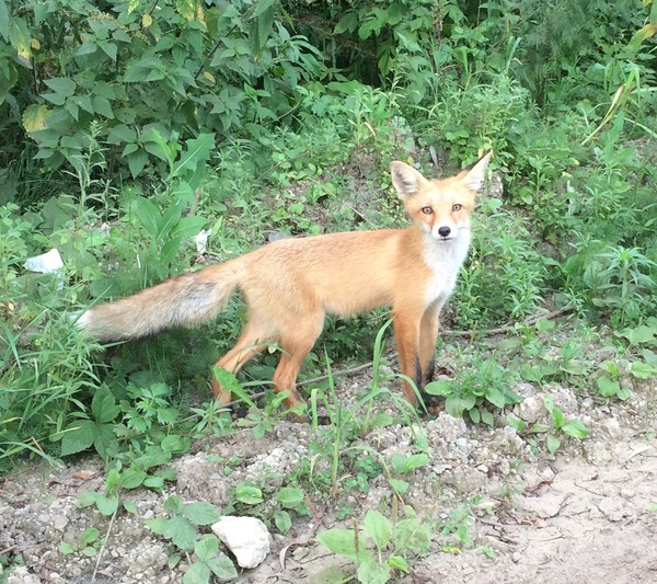Redhead is cunning - My, Fox, Wild animals, Photo hunting