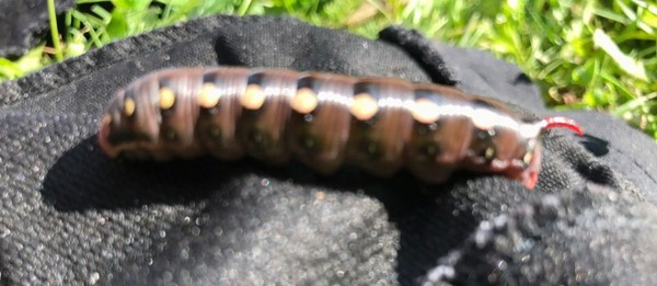 Question for biologists - Caterpillar, Biology, Butterfly, Who is this?