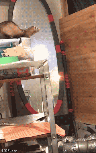 Agility and grace - GIF, 4gifs, Ferret