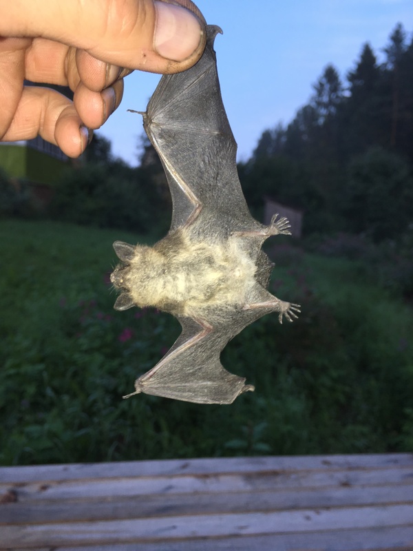 Bat - My, Bat, Dacha