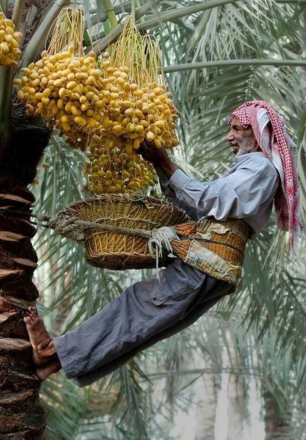 harvester - Harvest, Dates, Palm trees, Collectors, Tree, Arabs