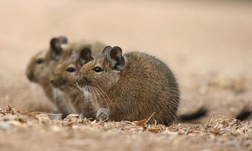 Наши дегу. Часть 1. - Дегу, Octodon Degus, Degu-Life, Нашидегу, Длиннопост, Домашние животные, Грызуны, Передержка